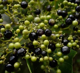   Fruits:   Premna serratifolia ; Photo by L. Gutierrez, flickr.com
